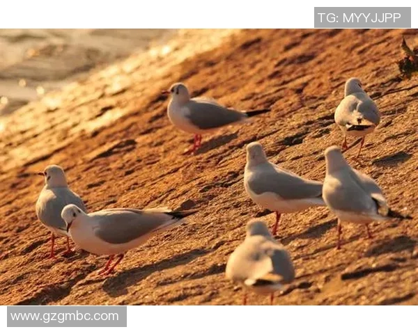 张帆的成长之路：从普通学生到行业领军人物的奋斗故事